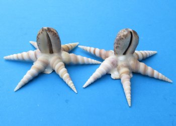 5 inches Seashell Octopus Novelty Made Out of Turritella and Cowry Shells  - 6 @ $2.40 each