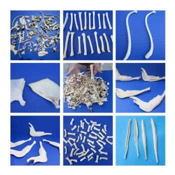 Other Animal Bones