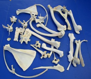 Other Animal Bones