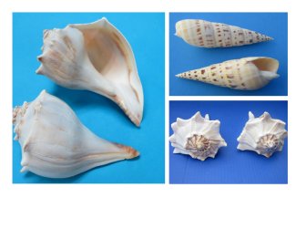Other Large Shells 6 inches and up