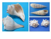 Other Large Shells 
