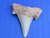 1-1/2 to 2 inches Fossil Otodus Moroccan Shark Teeth <font color=red> Wholesale</font> - 24 @ $4.05 each
