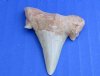 1-1/2 to 2 inches Authentic Medium Fossil Otodus Moroccan Shark Tooth, Teeth - 3 @ $8.00 each ( Plus $5.00 1st Class Mail)