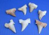 1-1/2 to 2 inches Medium <font color=red> Wholesale</font> Fossil Otodus Moroccan Shark Teeth, Tooth for Sale in Bulk - Pack of 24 @ $4.05 each