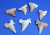 1-1/2 to 2 inches Fossil Otodus Moroccan Shark Teeth <font color=red> Wholesale</font> - 24 @ $4.05 each