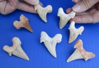 1-1/2 to 2 inches Fossil Otodus Moroccan Shark Teeth <font color=red> Wholesale</font> - 24 @ $4.05 each