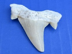 Small Fossil Otodus Moroccan Shark Teeth, Shark Tooth for Sale 1-1/4 to 1-3/4 inches - Pack of 5 @ <font color=red>$4.25 each</font> (Plus $5.00  Postage)
