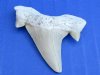 Small Fossil Otodus Moroccan Shark Teeth, Shark Tooth for Sale 1-1/4 to 1-3/4 inches - Pack of 5 @ <font color=red>$4.25 each</font> Plus $5.00 1st Class Mail