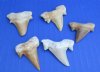 Wholesale Fossil Otodus Obliquus Moroccan Shark Teeth, Tooth for Sale 1-1/4 to 1-3/4 inches - Pack of 35 @ $2.65 each