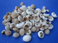 Moon Shells for Sale in Bulk, Neverita didyma - Case: 20 kilos @ $3.20 a kilo