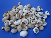 3.25 pounds bag Moon Shells, Neverita didyma 3/4 to 2-1/4 inches - $11.70 a bag; 3 @ $10.40 a bag