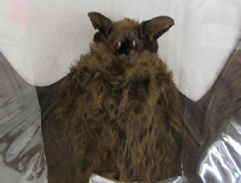 Mummified Kuhl's Pipistrelle Bat <font color=red> Wholesale</font> with Wings Spread (pipistrellus kuhlii)  - 3 @ $40 each; 4 @ $36 each