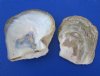 4-1/2 to 6 inches <font color=red> Wholesale </font> Pinctada Mazatlanica, Pearl Oyster Shells for Crafts in Bulk - Case of 21 @ $4.65 each