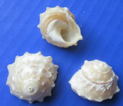 Small Pearly White Spurred Turban Shells <font color=red> Wholesale</font> 3/4 to 1-1/4 inches - 600 @ .15 each