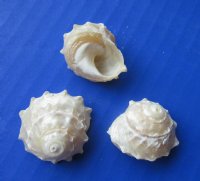 Small Pearly White Spurred Turban Shells <font color=red> Wholesale</font> 3/4 to 1-1/4 inches - 600 @ .15 each