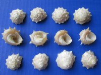 Small Pearly White Spurred Turban Shells <font color=red> Wholesale</font> 3/4 to 1-1/4 inches - 600 @ .15 each