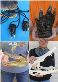 Alligator Products