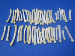1/2 to 3 inches North American Bobcat Foot Bones <Font color=red> Wholesale</font> for Crafts, Bobcat Paw Bones in Bulk - 125 @ .80 each