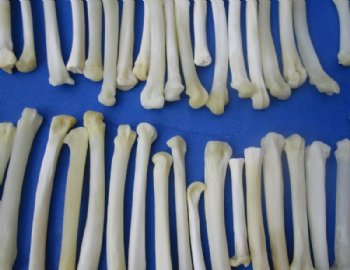 1/2 to 3 inches North American Bobcat Foot Bones <Font color=red> Wholesale</font> for Crafts, Bobcat Paw Bones in Bulk - 125 @ .80 each