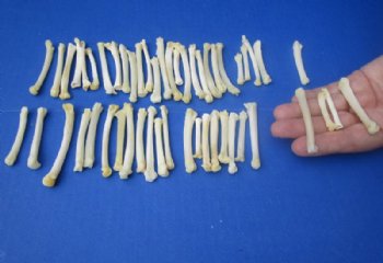 1/2 to 3 inches North American Bobcat Foot Bones <Font color=red> Wholesale</font> for Crafts, Bobcat Paw Bones in Bulk - 125 @ .80 each