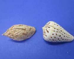 Seashell Beach Part...