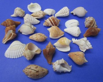 Seashell Beach Party Place Card Holders <font color=red> Wholesale</font> 2-1/4 to 2-3/4 inches - 