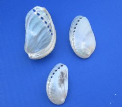 2.2 pounds Pearl Donkey Ear Abalone Shells 1 to 3-1/2 inches - $31.00 a bag