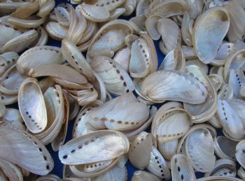 Pearl Donkey Ear Abalone Shells (1"-3.5") - $34.99 a kilo a bag