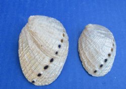 Pearl Haliotis Dive...