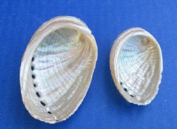 Pearl Haliotis Diversicolor Abalone Shells <font color=red> Wholesale</font> 1" - 3-1/2"  - Case: 8 kilos @  $22.50 a kilo 