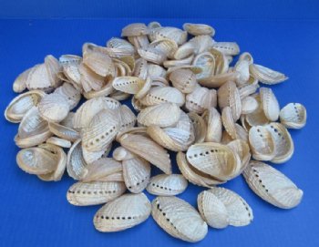 Pearl Haliotis Diversicolor Abalone Shells <font color=red> Wholesale</font> 1" - 3-1/2"  - Case: 8 kilos @  $22.50 a kilo 