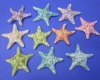 <font color=red> Wholesale </font> Decorative Dyed Jungle Starfish with Tiny Crushed Dyed Seashells for Starfish Crafts - Case of 175 @ $1.00 each