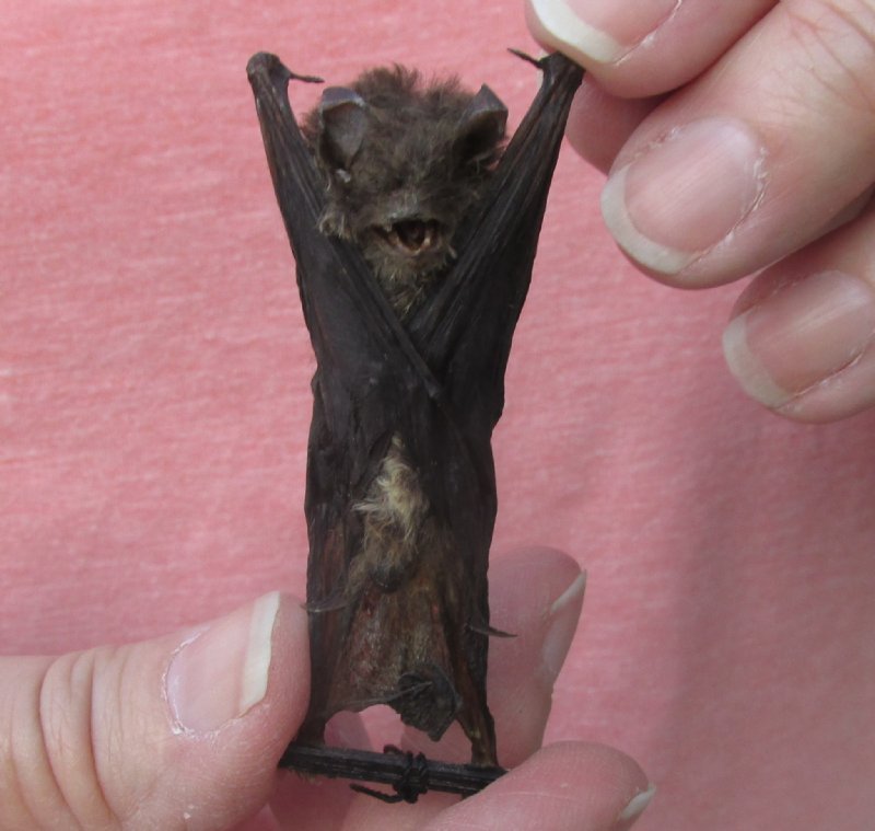 21/2 inches Preserved, Mummified Brown Pipistrelle Bats