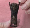 2-1/2 inches Preserved, Mummified Brown Pipistrelle Bats in their upside down position (pipistrellus imbricatus). - <font color=red> $22.99 </font>Plus $5.50 First Class Postage 