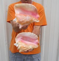 Pink Conch Shells 