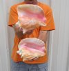 Pink Conch Shells Wholesale and Hand Selected