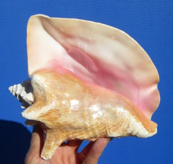 Pink Conch Shells 