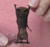 2-1/2 inches Preserved, Mummified Javan Pipistrelle Bats hanging in upside down resting position (pipistrellus javanicus) - <font color=red> $22.99</font> Plus $5.50 First Class Postage
