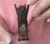 2-3/4 inches Preserved, Mummified Kuhl's Pipistrelle Bats with a string for displaying in their natural upside down position (pipistrellus kuhlii) - <font color=red> $22.99</font> Plus $5.50 First Class Postage