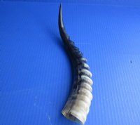 10 to 16 inches Polished Blesbok Horns <font color=red> Wholesale</font> - 8 @ $13.50 each