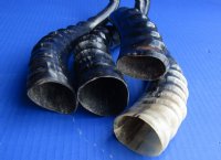 10 to 16 inches Polished Blesbok Horns <font color=red> Wholesale</font> - 8 @ $13.50 each