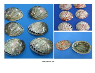 Polished Abalone Shells