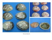 Abalone Shells Polished Wholesale-Individually