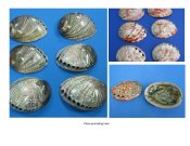 Polished Abalones 