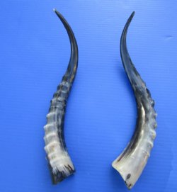 Blesbok Horn <font color=red>Polished</font> 10 to 16 inches - $20.99 each