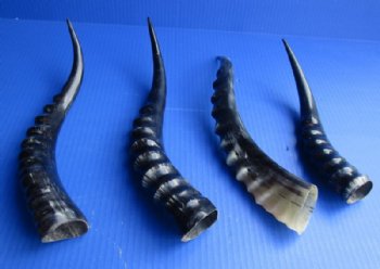 10 to 16 inches Polished Blesbok Horns <font color=red> Wholesale</font> - 8 @ $13.50 each