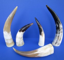 Polished Cow Horns, Semi-Polished Buffalo Horns