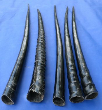 Polished African Gemsbok Horns <font color=red> Wholesale</font> 29 to 35 inches - 5 @ $27 each