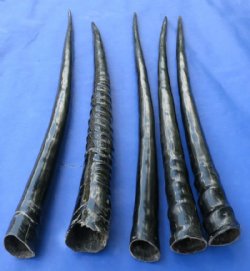 Polished African Gemsbok Horns <font color=red> Wholesale</font> 29 to 35 inches - 12 @ $27 each (Delivery Signature Required)