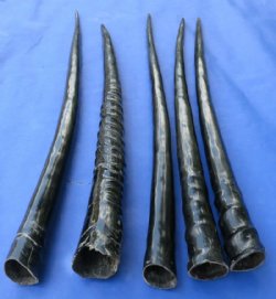 Polished African Gemsbok Horns <font color=red> Wholesale</font> 29 to 35 inches - 5 @ $27 each